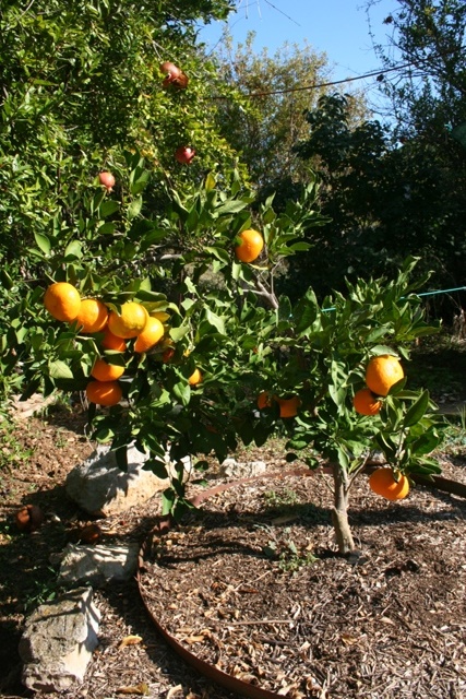 Juicy Mandarin oranges